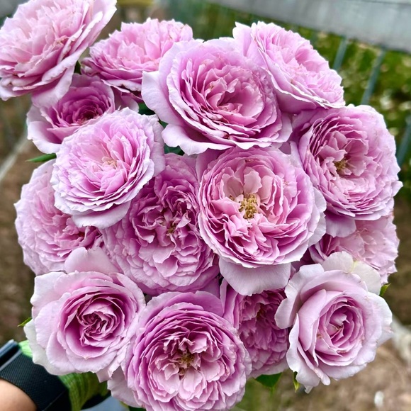 ππ€ππ΄ππ€ππ΄ππ€ππ΄ππ€ππ΄ - Picture 7 of 13